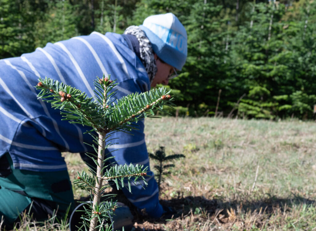 Ein junger Nadelbaum steht im Pflanztopf. Dahinter kniet eine Person mit blauer Mütze und arbeitet am Pflanzloch.